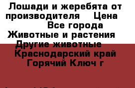 Лошади и жеребята от производителя. › Цена ­ 120 - Все города Животные и растения » Другие животные   . Краснодарский край,Горячий Ключ г.